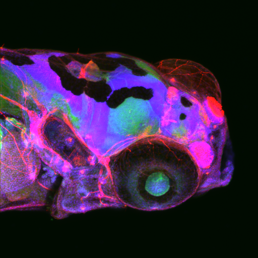 Marine Biological Laboratory (MBL) tweet media
