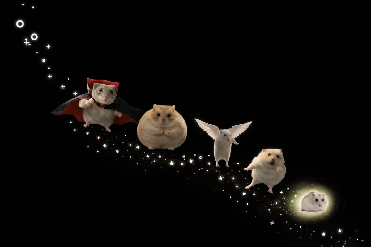 Tweets Of Hamster tweet media