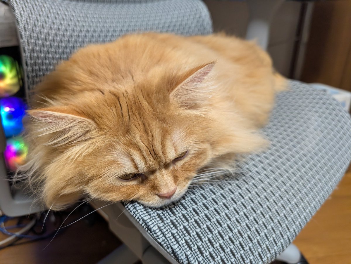 サンダー先生 tweet media