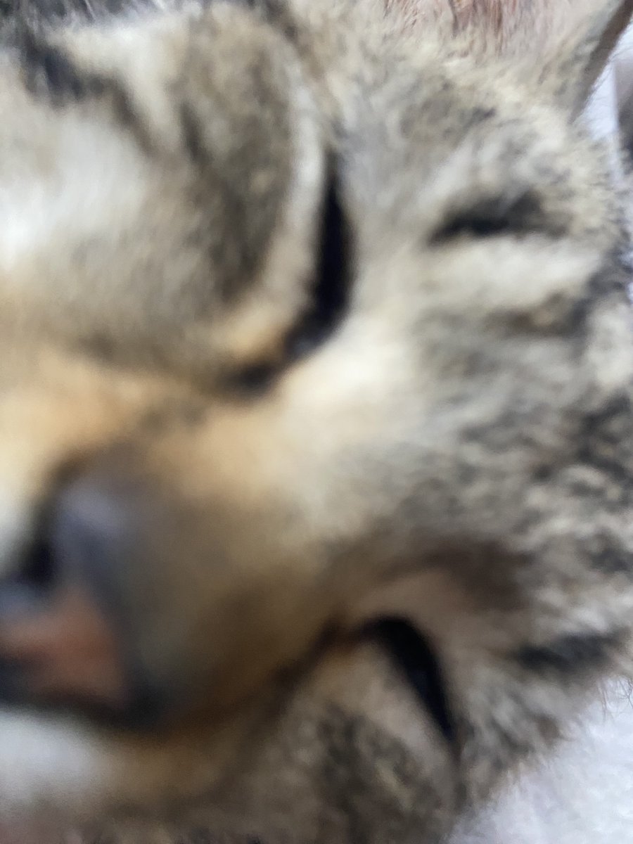 mywildfloweeer tweet media