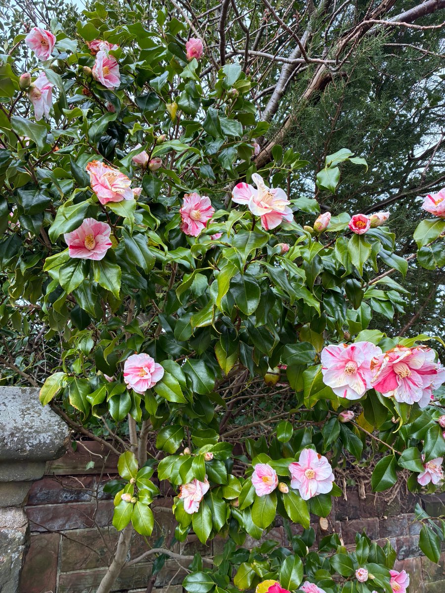 Muriel Gray tweet media