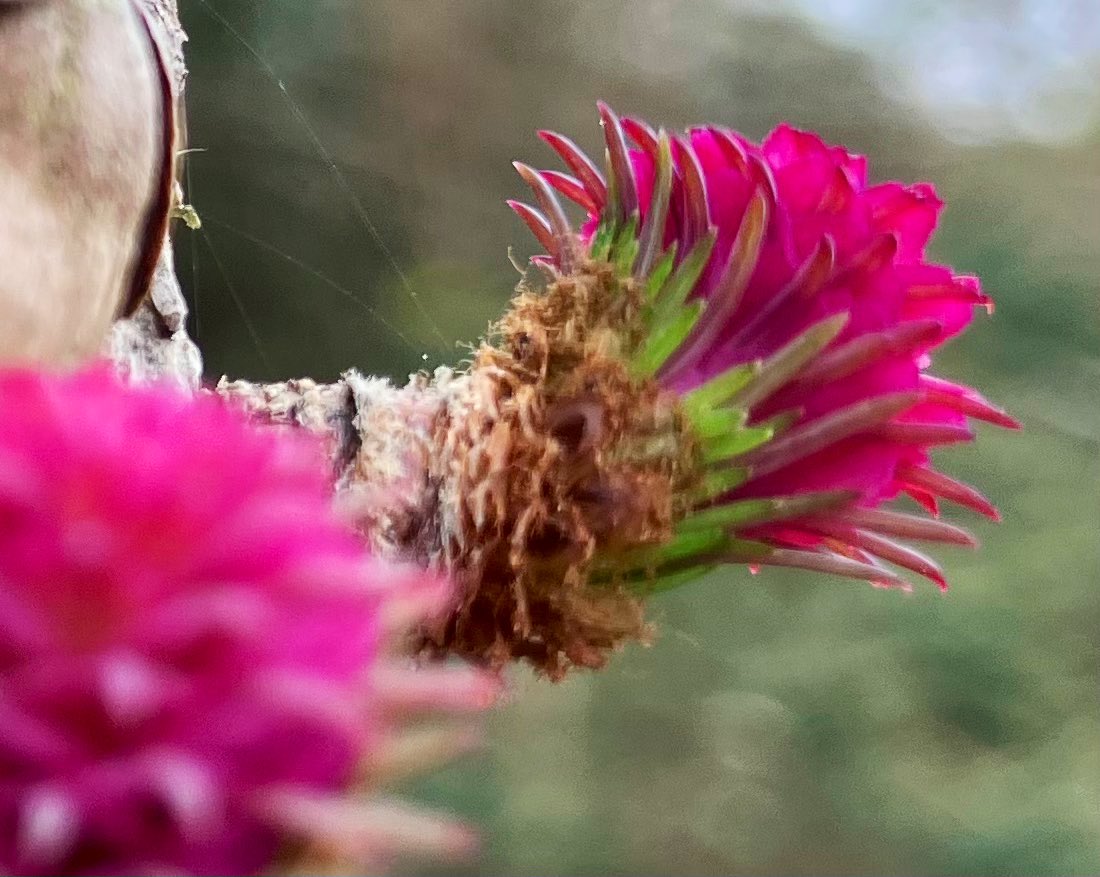 cloudymamma's tweet photo. The lovely Larch Tree β¦
explodes into colour with itβs flamboyant, stunning flowers! π©·
#TreeBlossom #wildflowers #Botany @WoodlandTrust @BSBIbotany #Larch https://t.co/fwYhIUsnFc
