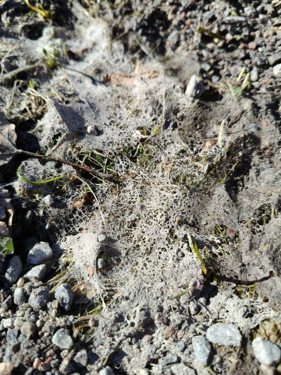 Jänis 🐇 tweet media