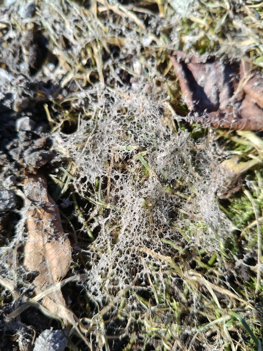 Jänis 🐇 tweet media