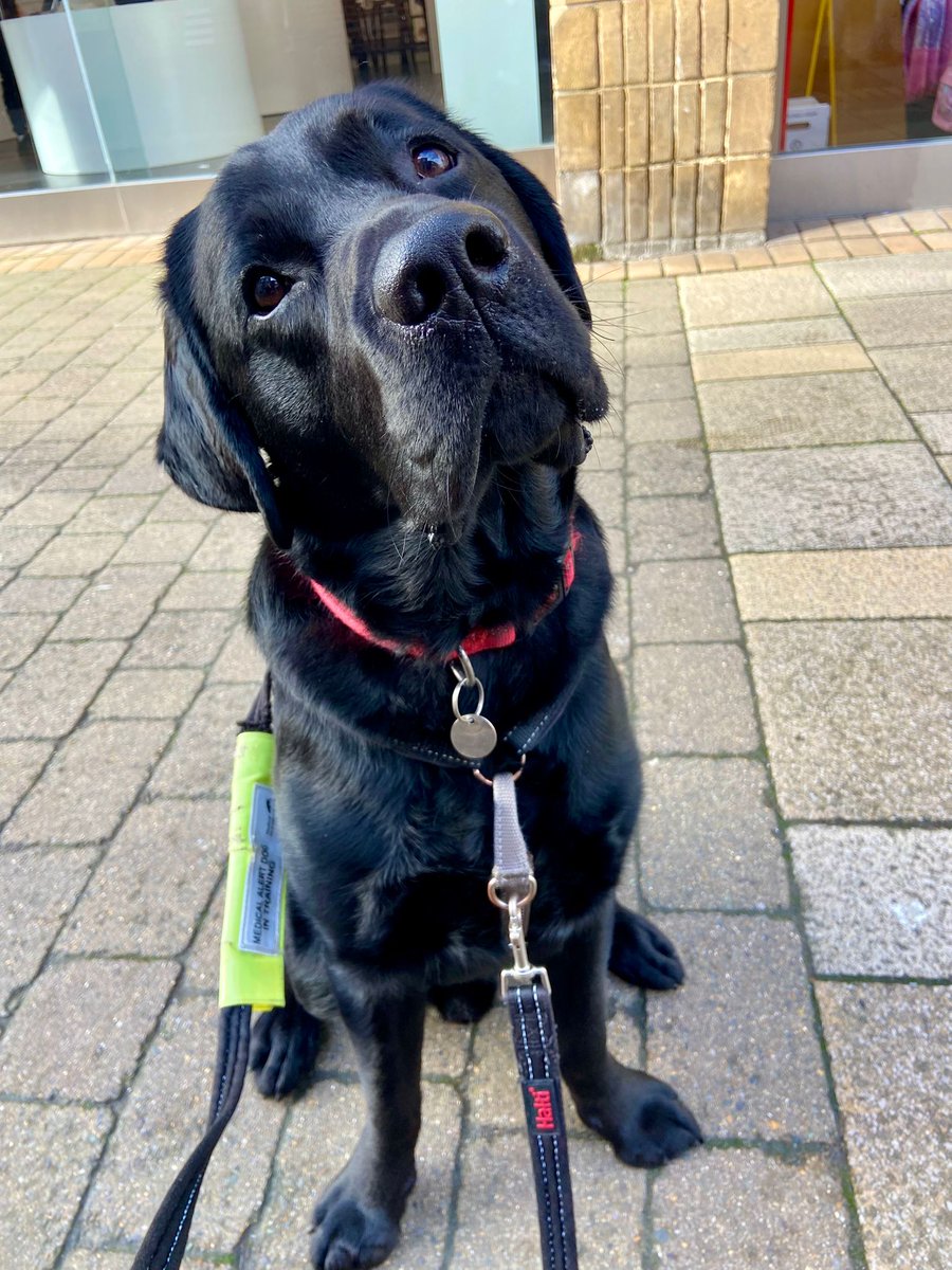 Medical Detection Dogs tweet media