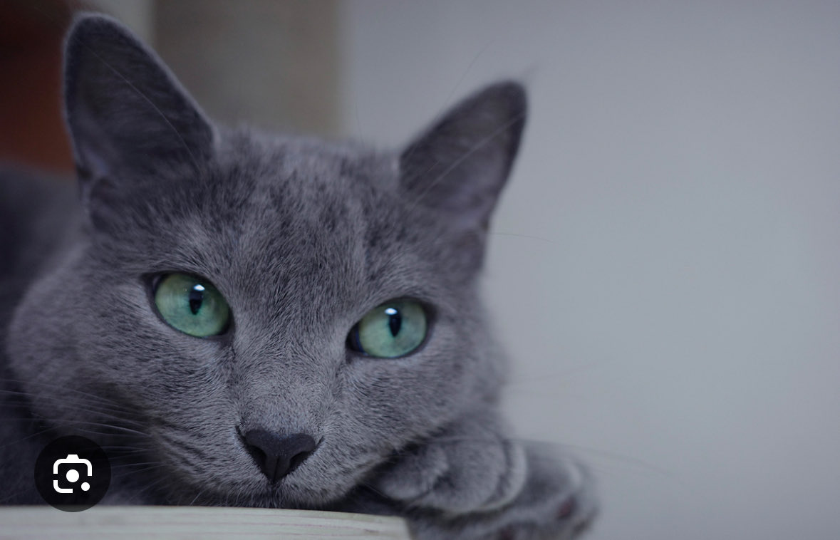 Candace Owens tweet media