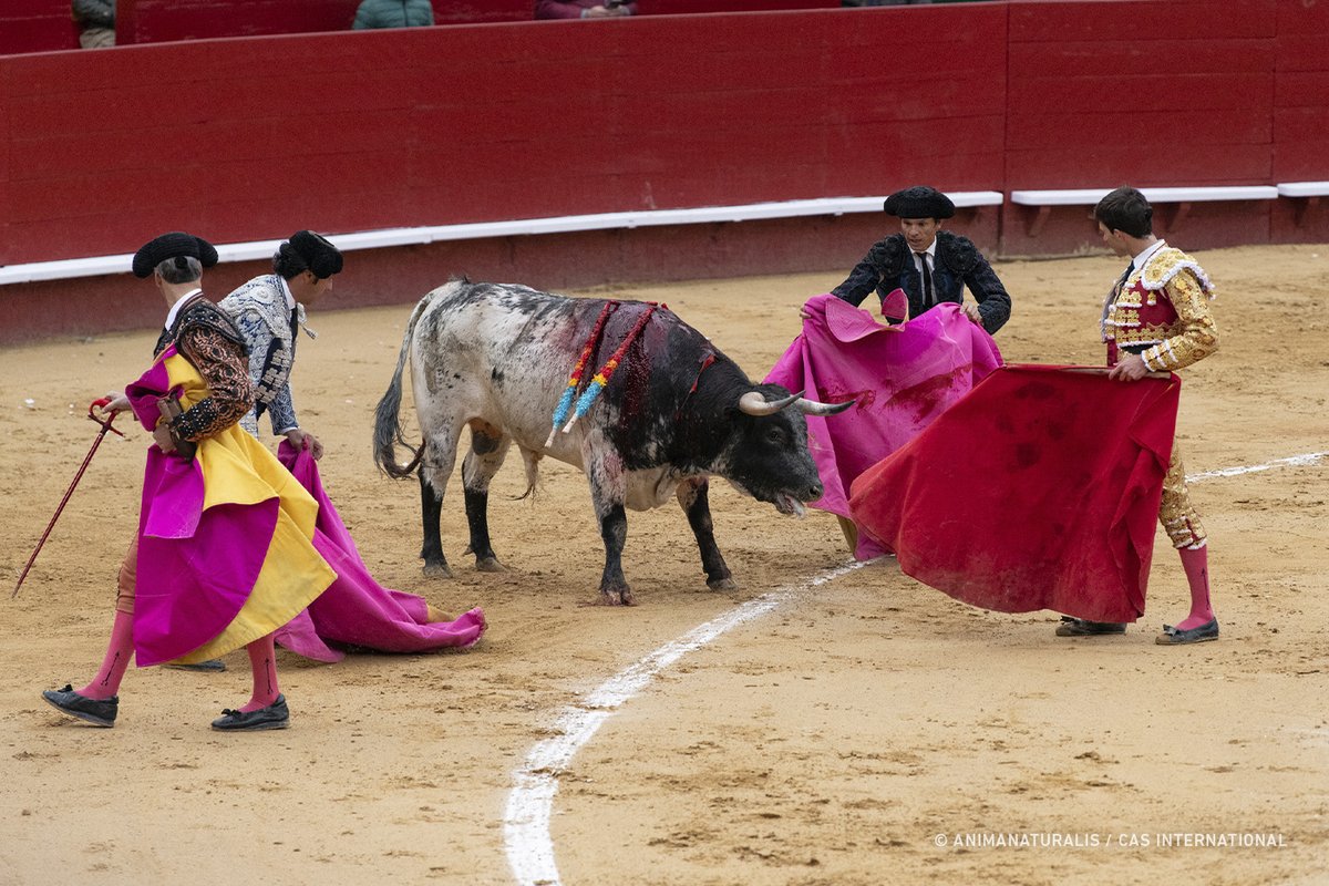 AnimaNaturalis tweet media