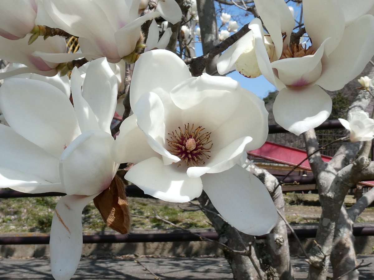 ☆リマ☆ tweet media