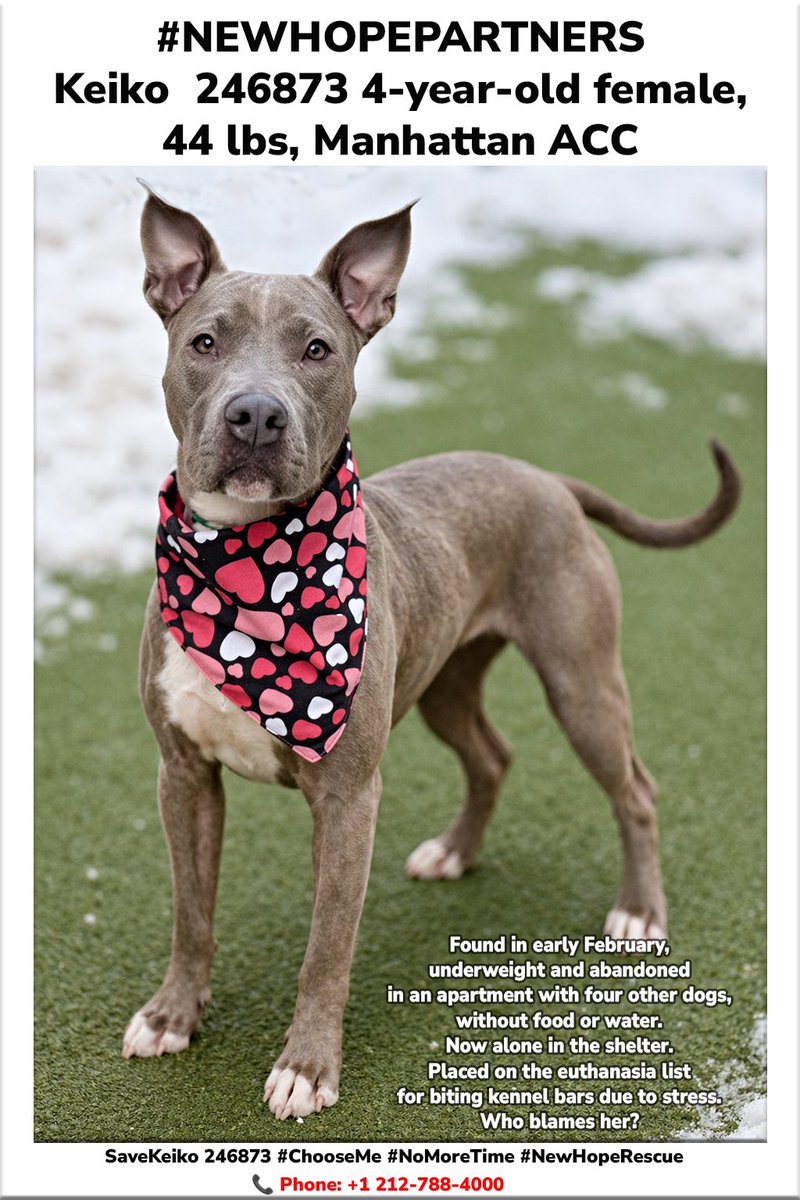 MSC1111's tweet image. NYC URGENT 🚨
Keiko (ID 246873) – 4 yrs, 44 lbs
Found abandoned with no food or water.
Now kill-listed for stress behavior (biting kennel bars).
Needs adopter/foster NOW
#RescueNeeded #NYCdogs #SaveALife
#ChooseMe #NoMoreTime #NewHopePartners #BeTheirVoice #NYCNews #ManhattanNews