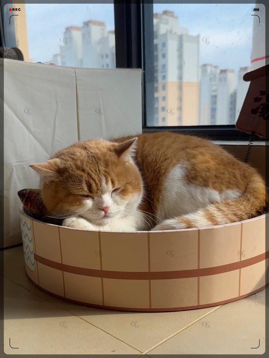 rauhjana tweet media