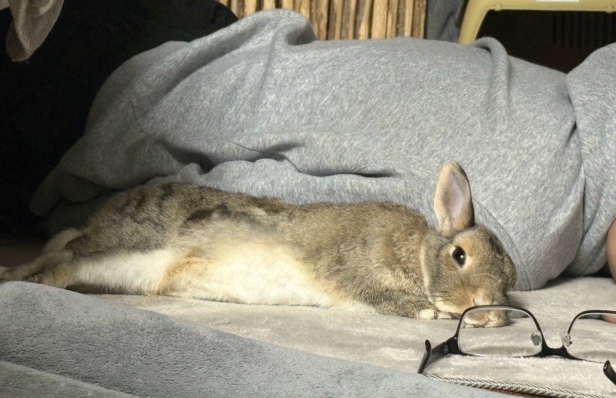 うさぎのちゃっぴー tweet media