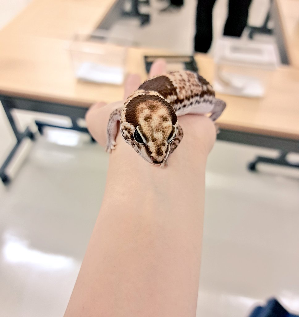 NANA GNAR GNAR tweet media