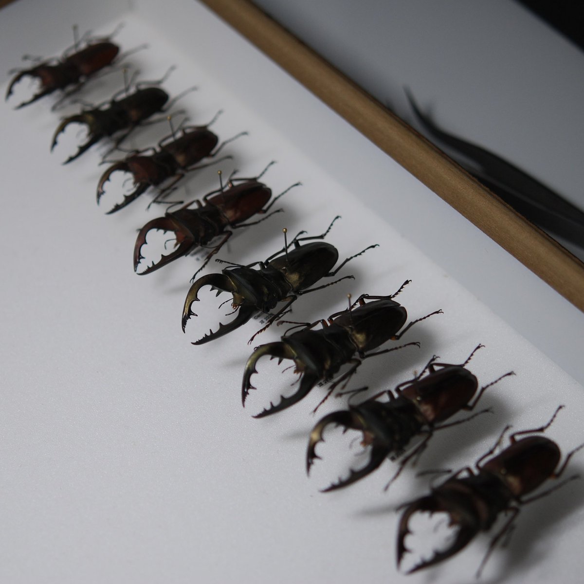 セルヴォラン tweet media