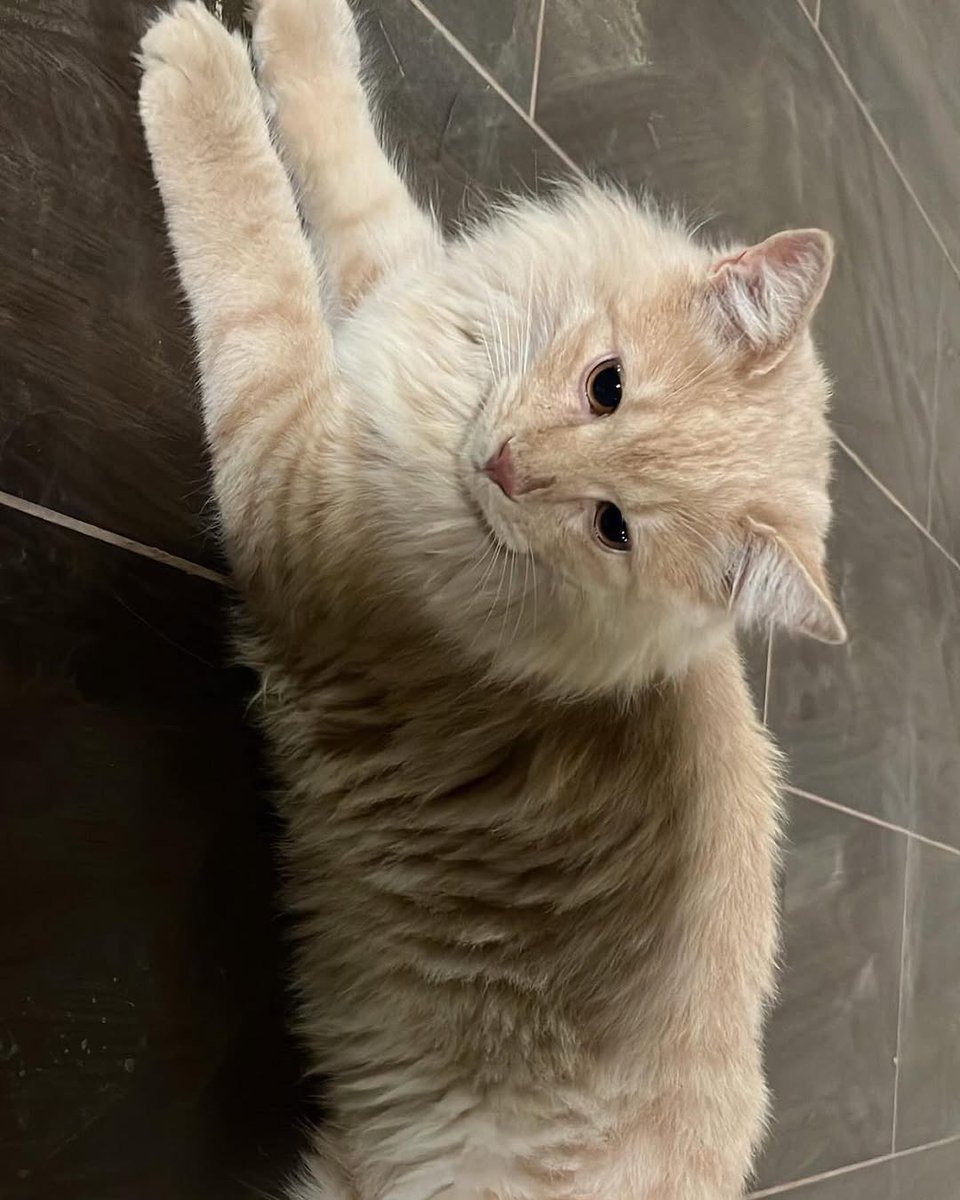 سلمان tweet media