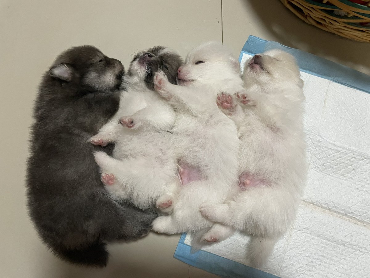 Soshitaroz 💜 tweet media