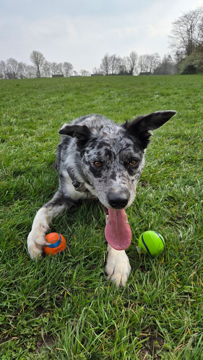 Scruffy Border Collie tweet media