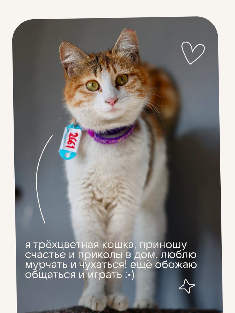 товарищ Верия tweet media