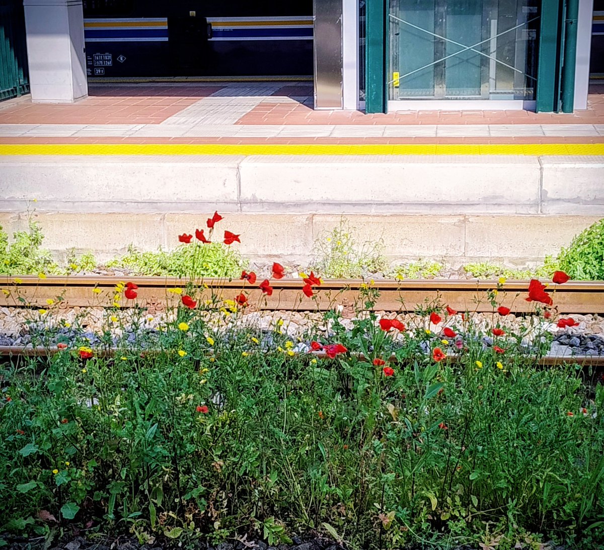 Francesca Coli tweet media