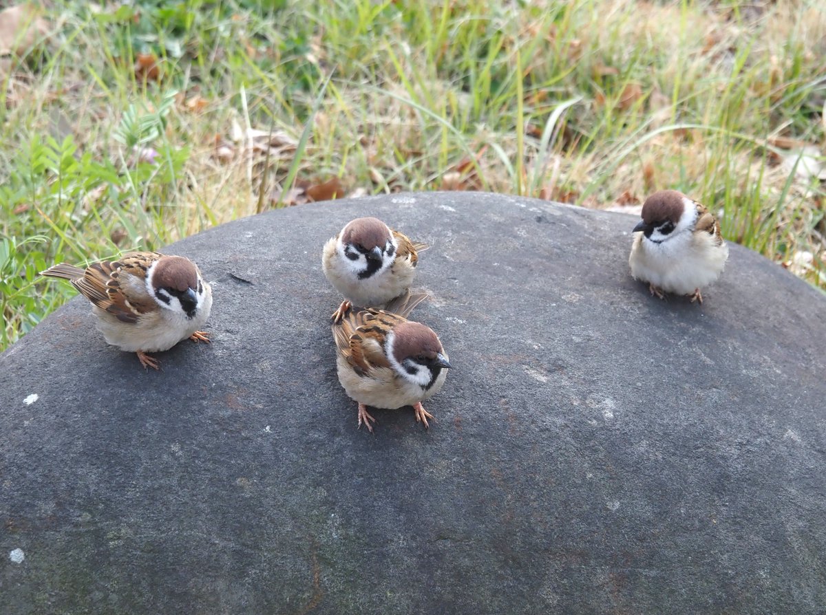 ちゅんちゅん tweet media