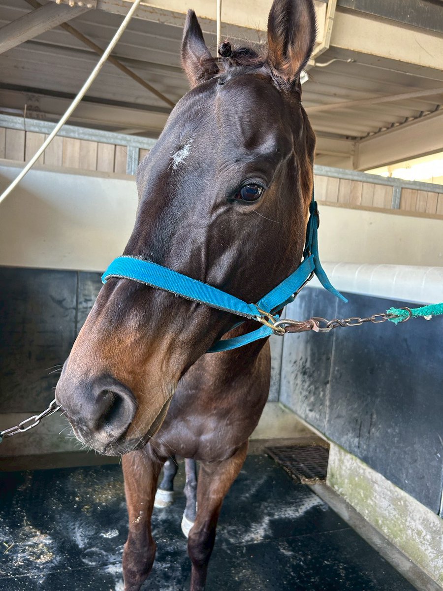 ShindaiBajutsu's tweet photo. 3月21日に三木ホースランドパークで行われましたスプリングトライの方に参加させていただきました。

まだまだ反省点もありますが、各々が精一杯の力を出し切れたと思います。

5月に行われる春学に向けて引き続き練習に励んでいきますので応援のほどよろしくお願いします。 https://t.co/cQxL4JhLHD