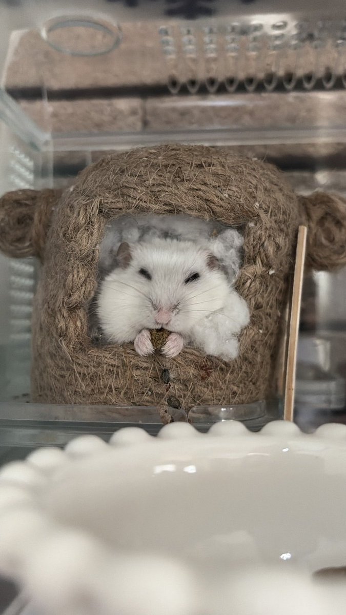 いも団子 tweet media