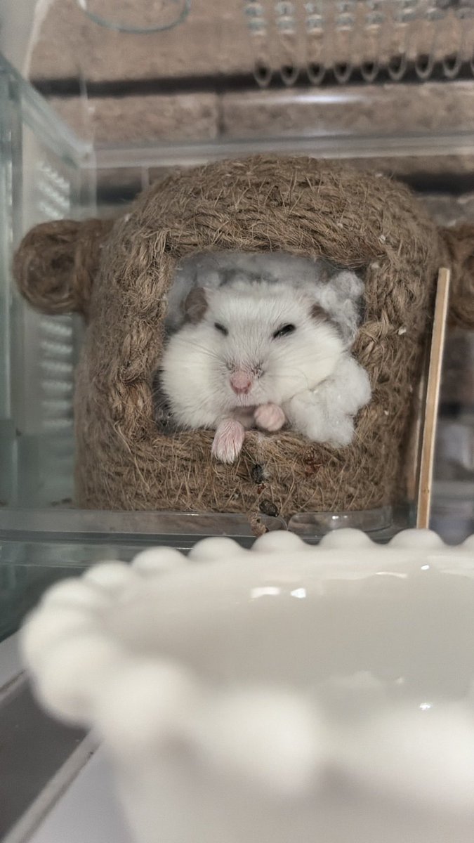 いも団子 tweet media