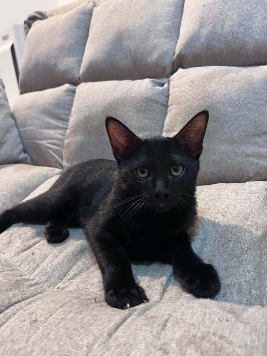 Catster & Co บ้านพักพิงแมวจร tweet media