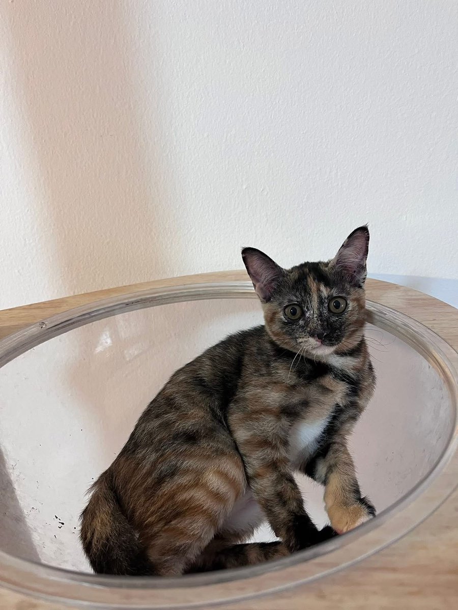 Catster & Co บ้านพักพิงแมวจร tweet media