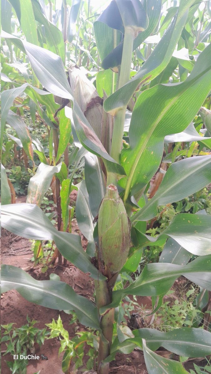 D U D U 9 1🦍🦍🇲🇼 tweet media