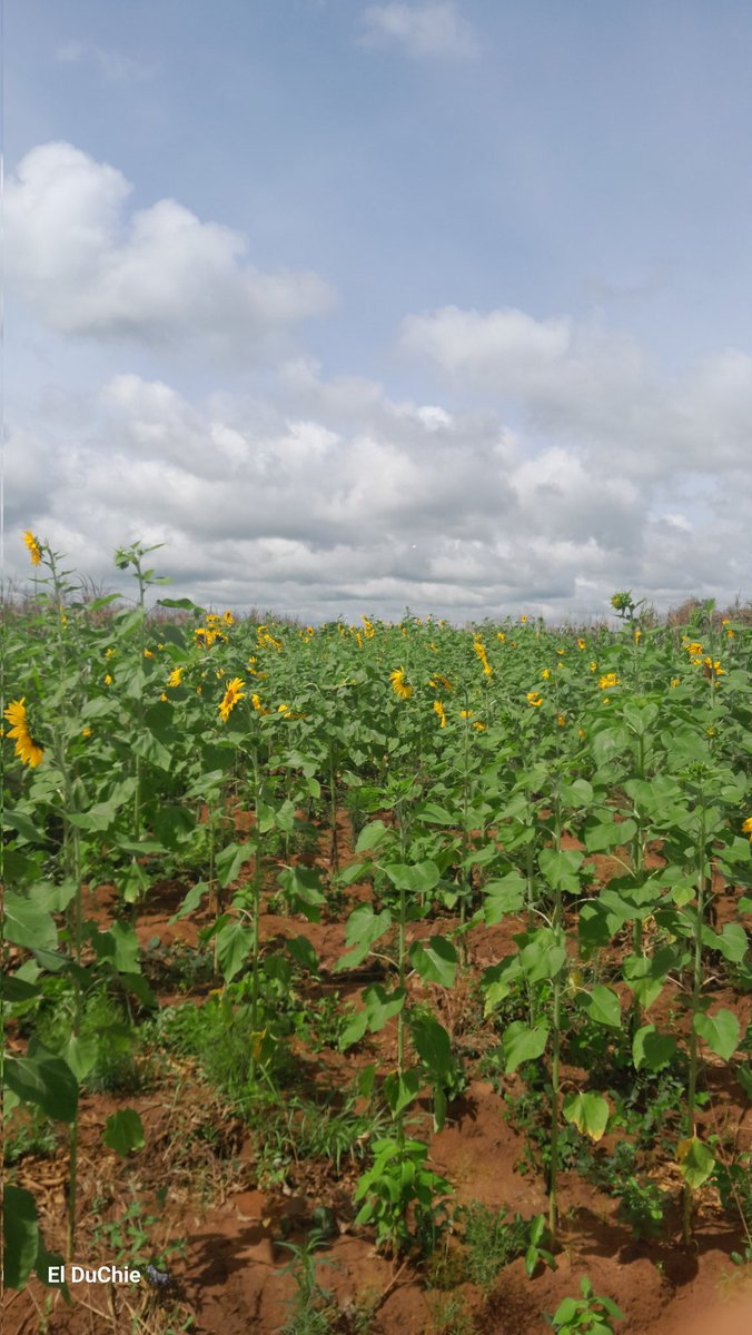 D U D U 9 1🦍🦍🇲🇼 tweet media