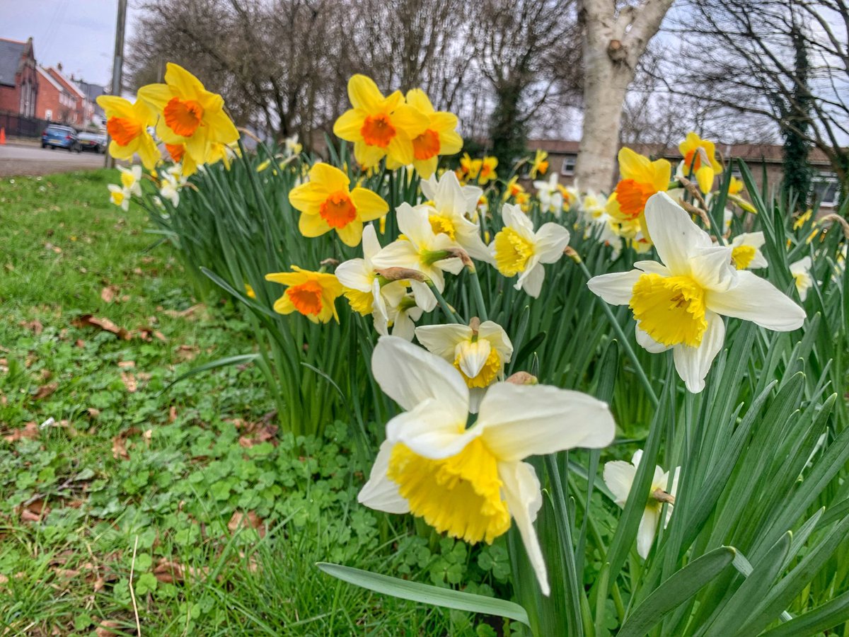 waves_wings's tweet photo. Spring Daffodils and tree blossoms in Barry South Wales. Pontypridd @Ruth_ITV @S4Ctywydd @bbcweather @ThePhotoHour  @metoffice #loveukweather @itvweather #spring2026 https://t.co/FIGTcTIrzV