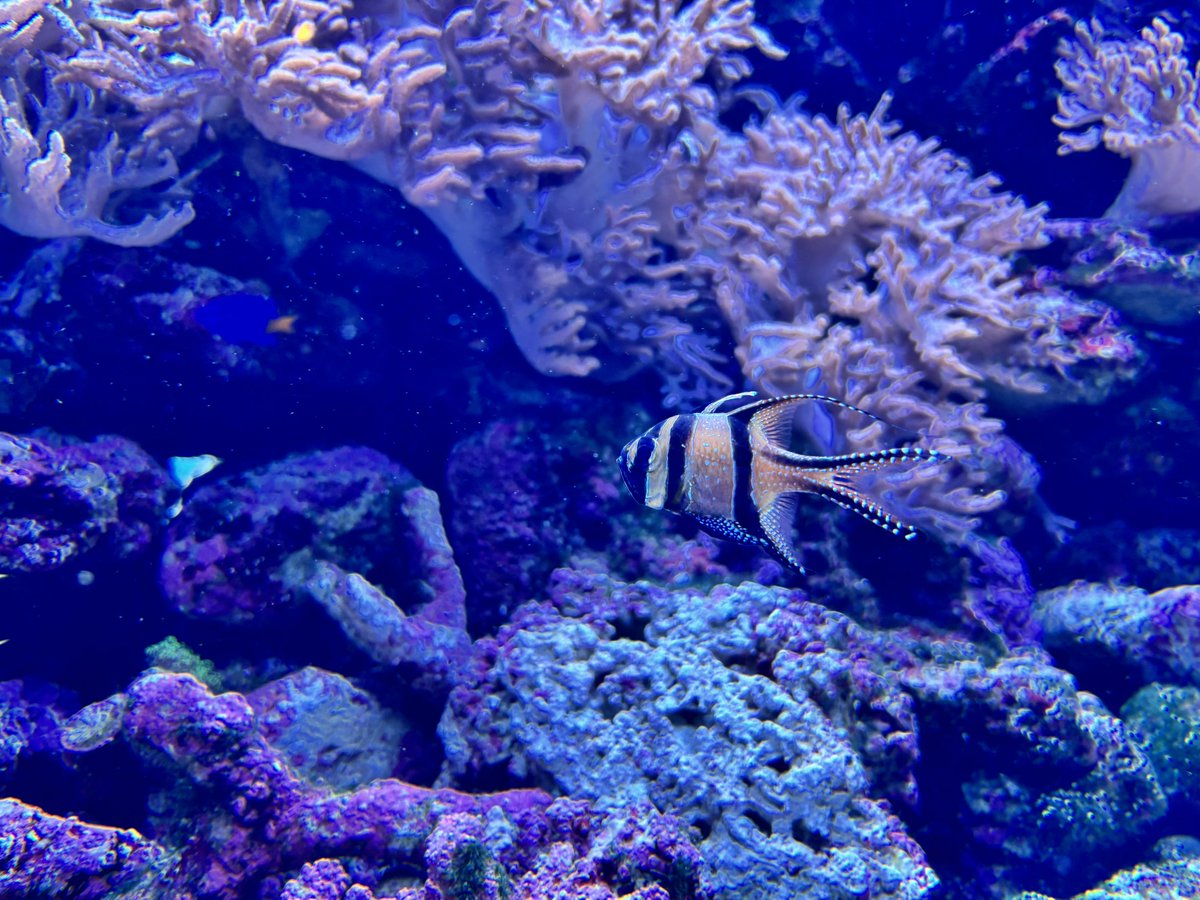 migisettsu's tweet photo. サンシャイン水族館に行ってきました🐟 https://t.co/S2XZejDS9u