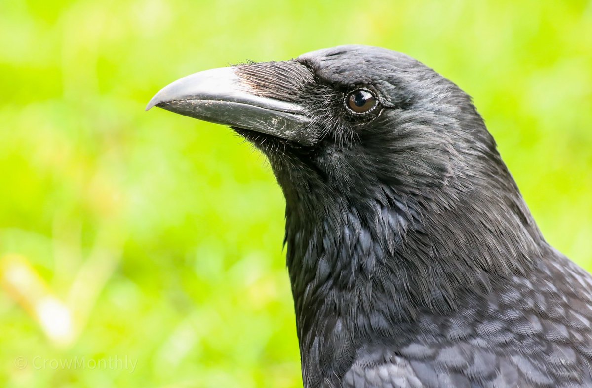 Crow Monthly tweet media