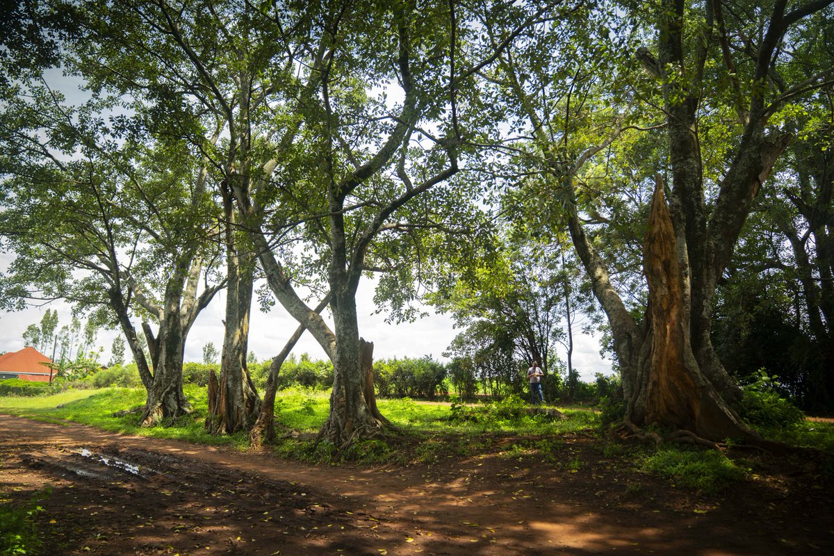 Rwanda Legacy Tree Project tweet media