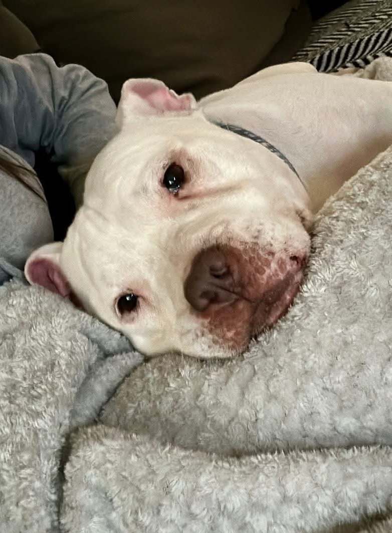 Senior Staffy Club Dog Rescue tweet media