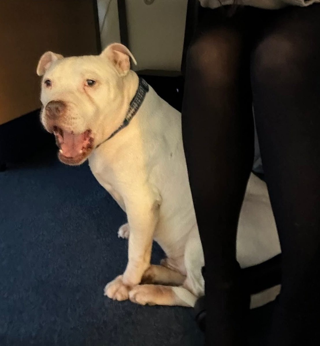 Senior Staffy Club Dog Rescue tweet media