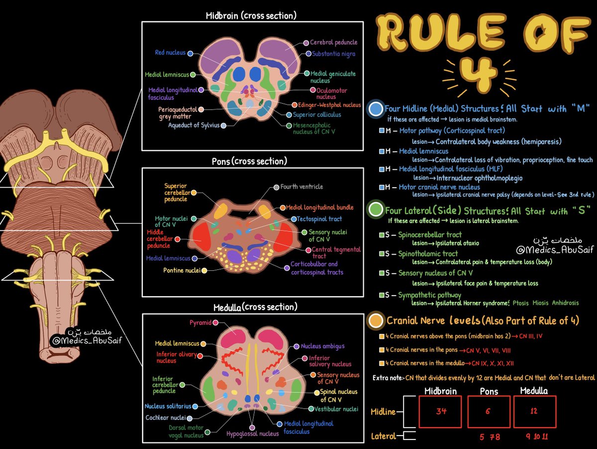 medics_AbuSaif's tweet photo. افضل و اسهل طريقة عشان تحفظ اناتومي و stroke localization لجذع الدماغ هي Rule of 4s

ليش توني اعرفها 😂 https://t.co/MZlH4WPP7r