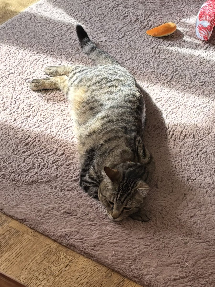 The Vicarage Cat tweet media