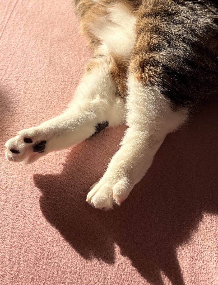 clemmie ꩜ tweet media