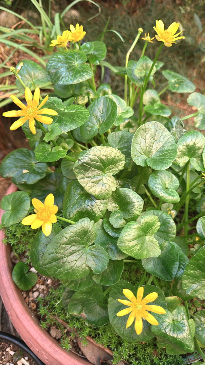 五十嵐　恵千子 tweet media