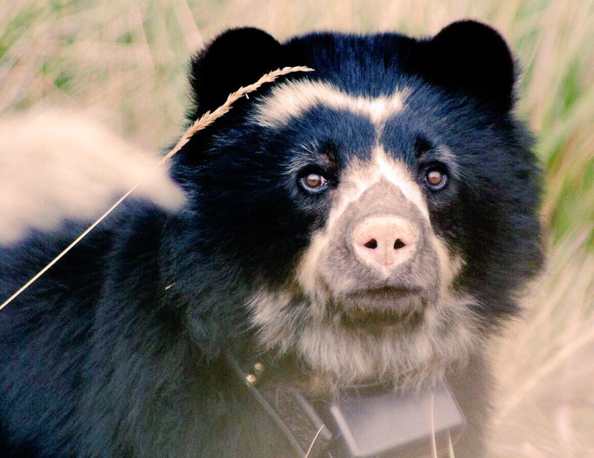 Alberto Astudillo B. tweet media