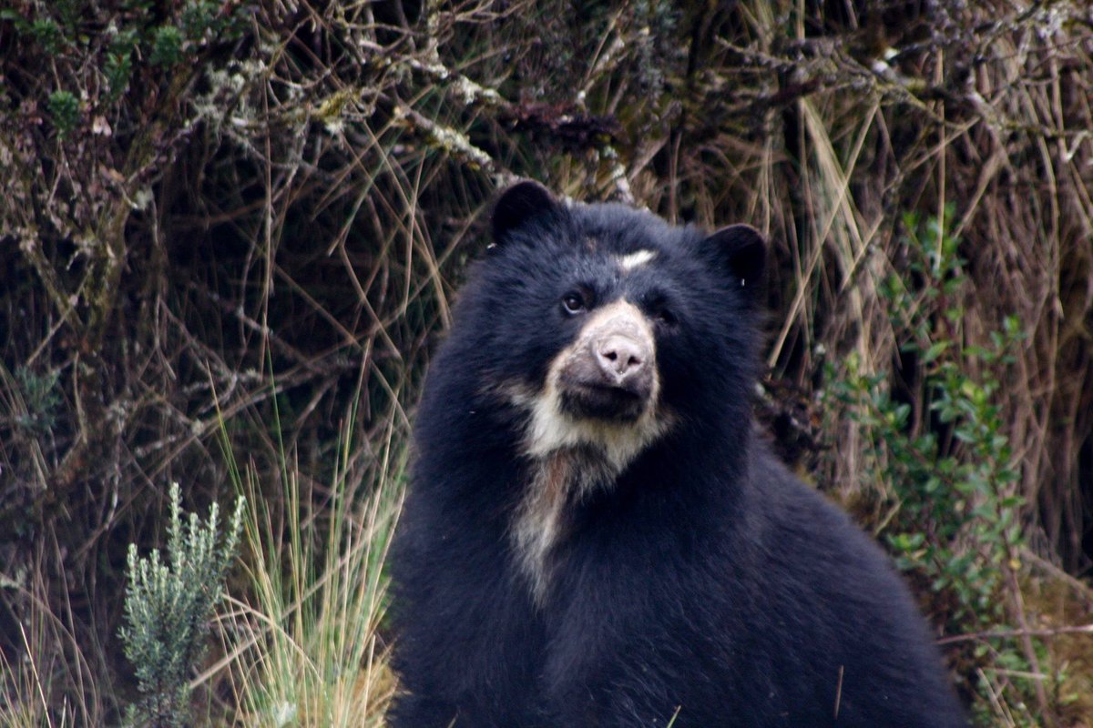 Alberto Astudillo B. tweet media