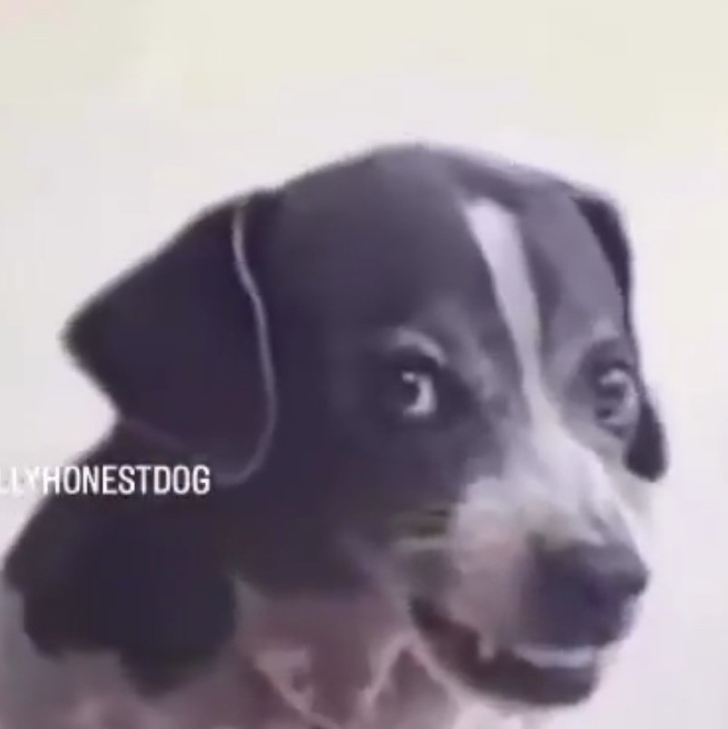 Leo Bonequer 🌶 tweet media