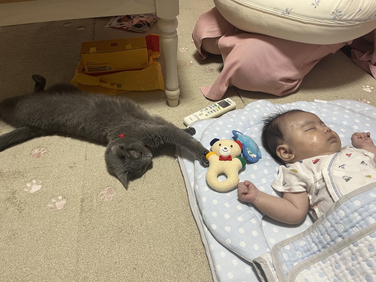 FIP08409915's tweet photo. 見守り係、勤務中🐾
すやすや赤ちゃんの隣で同じポーズでお昼寝。手はくまちゃん挟んでしっかりタッチ中🤝
#猫のいる暮らし #ねこ #猫 #赤ちゃんと猫 #お昼寝 https://t.co/bINAFKcTW4
