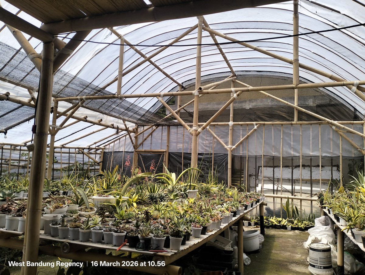 OKKY segar NKS tweet media