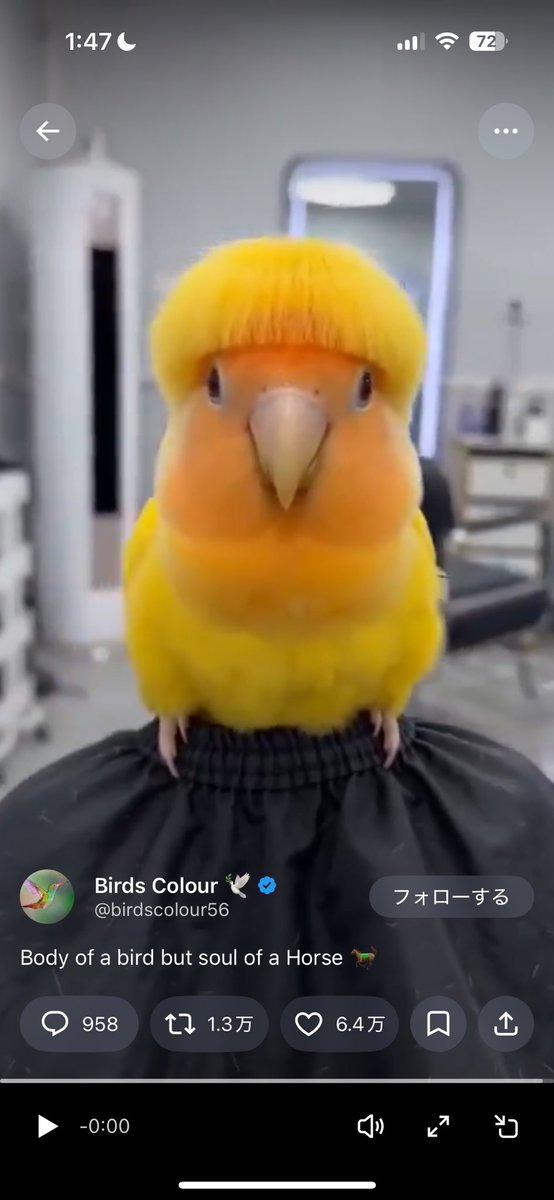 blackcatw tweet media