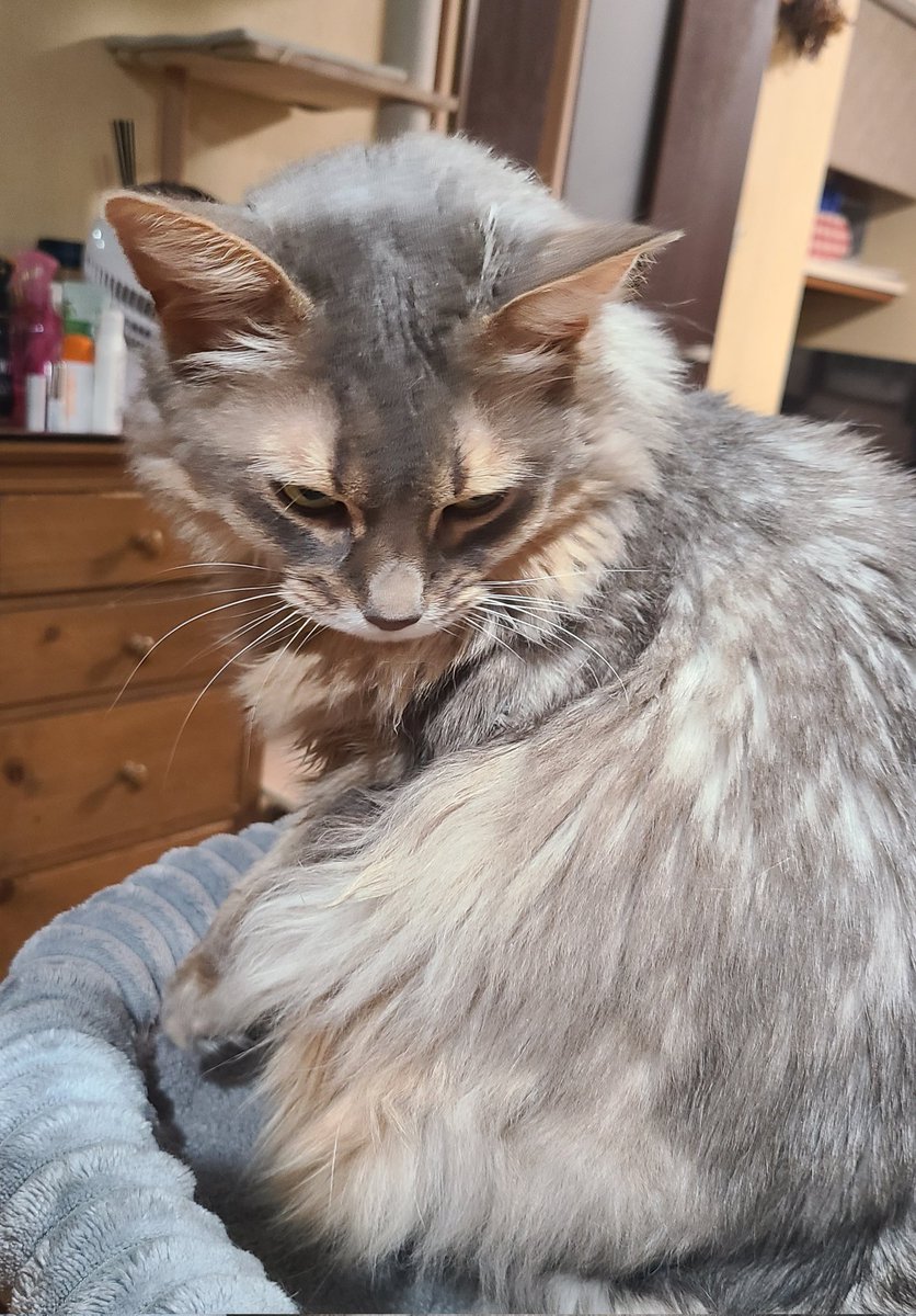 マナミ tweet media