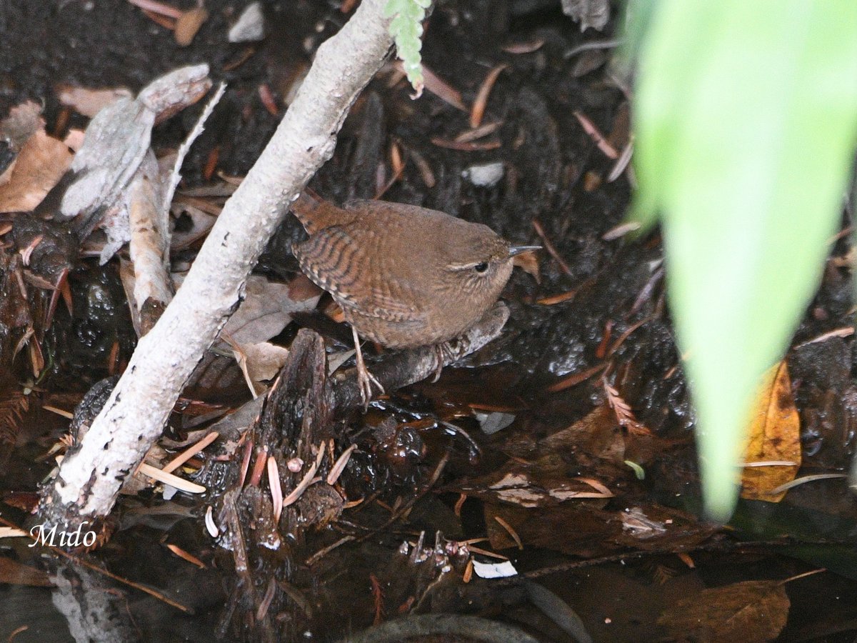 Mido 👩🏻 tweet media