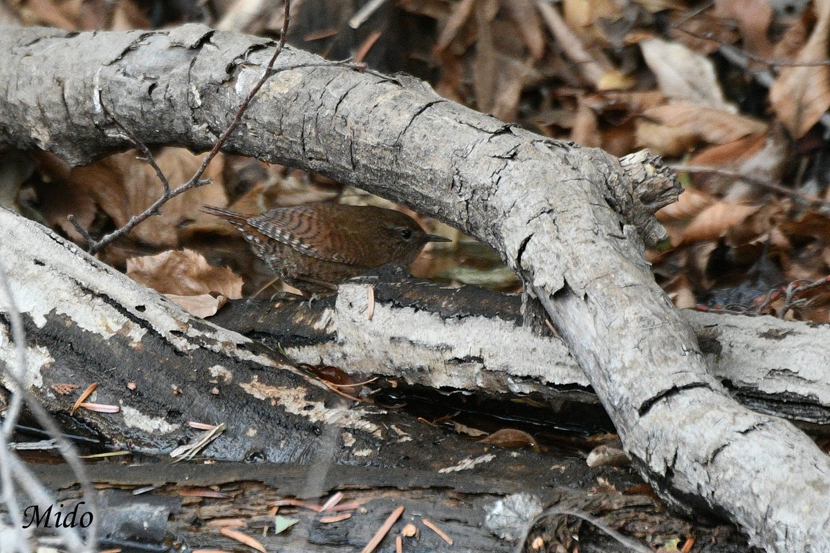 Mido 👩🏻 tweet media