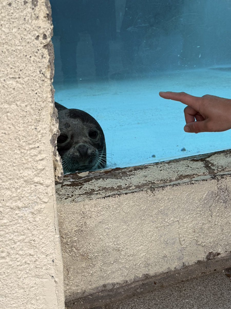 フォトジェニック小野 tweet media